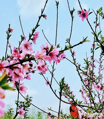 【春花爛漫】+桃花依舊
