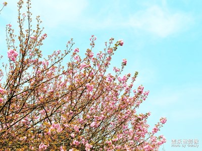 春花爛漫+春花