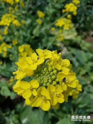 【春花爛漫】+油菜花