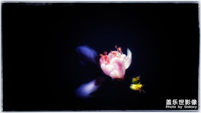 【春花爛漫】+春色