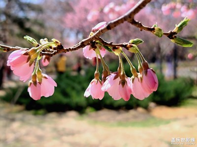 【春花爛漫】+櫻花初開