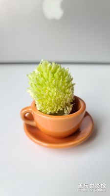 真正的蔥花