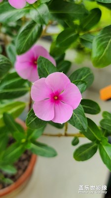 昨日長春花比前日更美