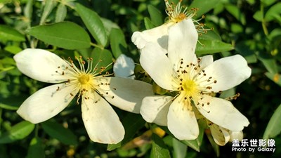 路邊的野花不要采
