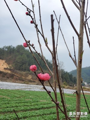 【春花爛漫】+春桃