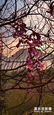花月黃昏后