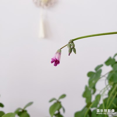 【春花爛漫】＋一年之計(jì)在于春