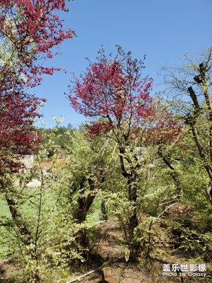 【春花爛漫】+春桃