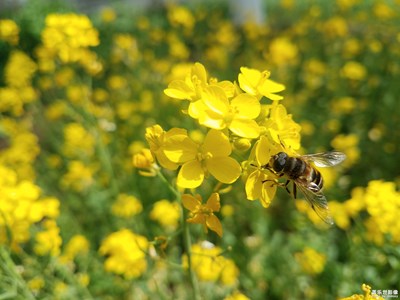 【春花爛漫】+金黃油菜花