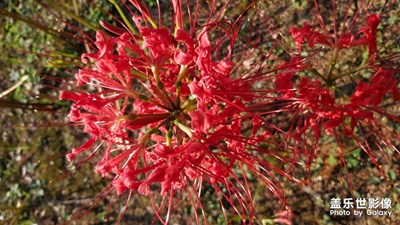 春花爛慢，歲月靜好!