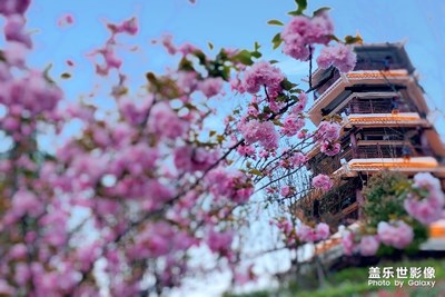櫻花樹(shù)下