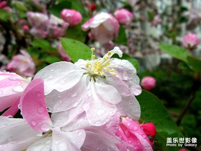 【春花爛漫】雨中的垂絲海棠