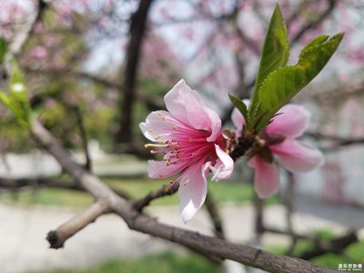 【春花爛漫】+春花