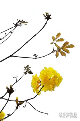 [春花爛漫]——黃花風(fēng)玲