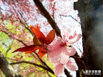 【春花爛漫】春光明媚五洲湖