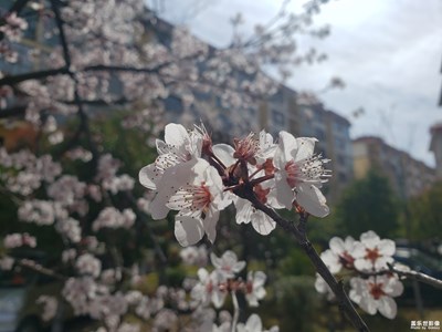 【春花爛漫】+李花