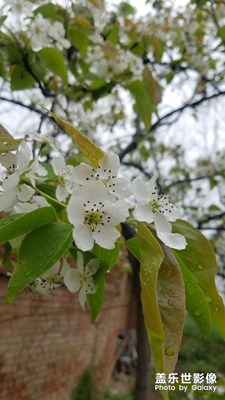 【春花爛漫】+一樹梨花