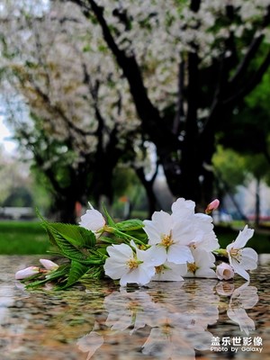 雨櫻