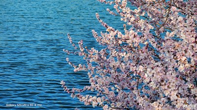 Galaxy S20 Ultra 5G  春色