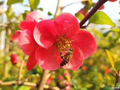 【春花爛漫】+火紅的木瓜花