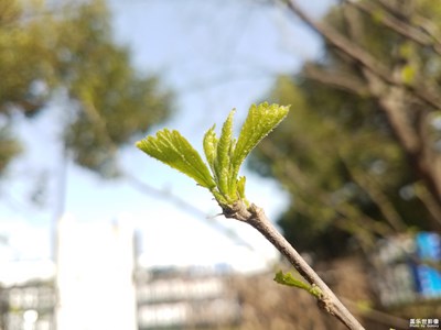 【春花爛漫】+春芽