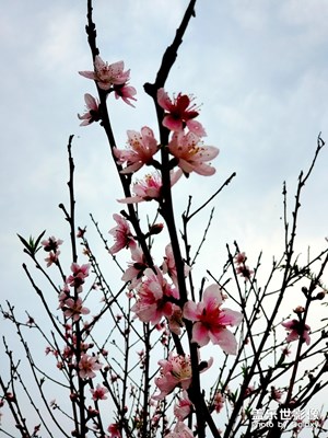 雨后 桃花依舊笑春風(fēng)！