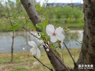 【春花爛漫】+又到春暖花開時(shí)