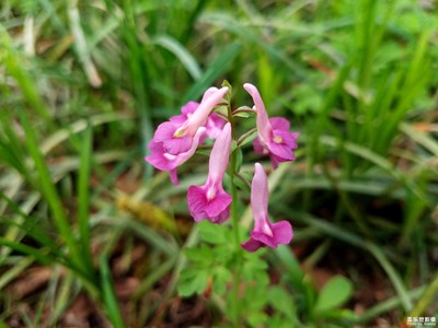 【春花爛漫】+小野花