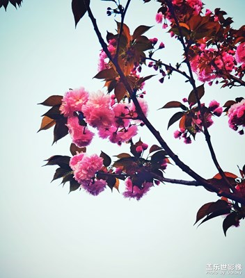 [春花爛漫]+暮色櫻花