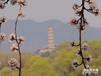 靜候花開