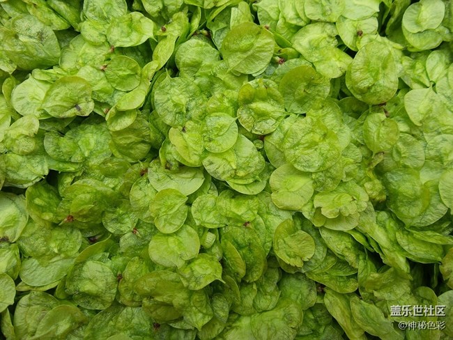 【家鄉(xiāng)味道】 美味榆錢