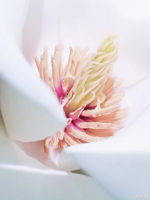 【蓋樂(lè)世影像周賽第135期】——春色