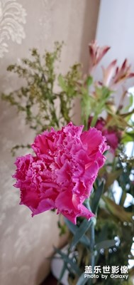 花開時節(jié)