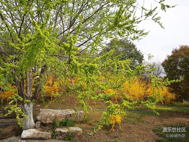 【家鄉(xiāng)味道】 美味榆錢