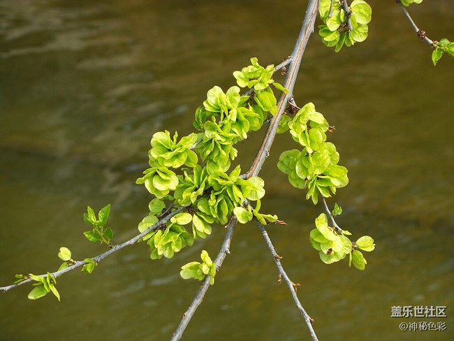 【家鄉(xiāng)味道】 美味榆錢