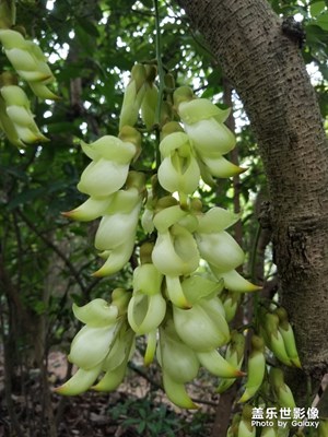 【春花爛漫】禾雀花開