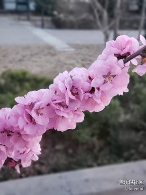 春花爛漫，夜景靜謐