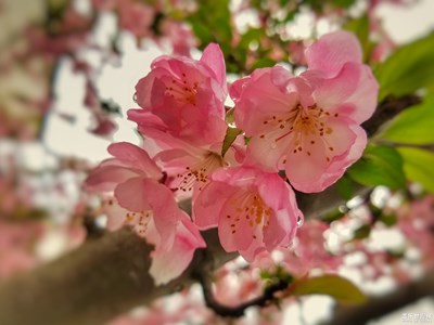 【春花爛漫】+初春賞花