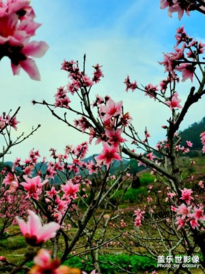 【春花爛漫】春風(fēng)順桃花