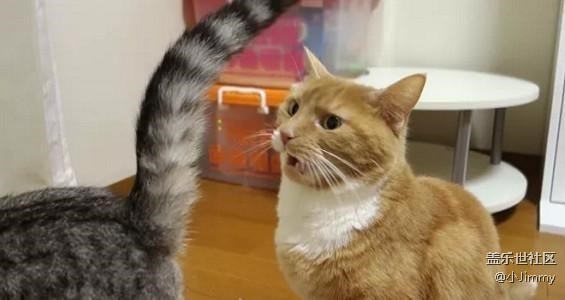 已開獎【寵物活動第二十期】你家主子到底有幾種肢體語言？