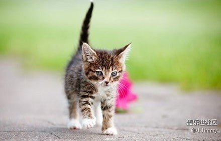 已開獎【寵物活動第二十期】你家主子到底有幾種肢體語言？