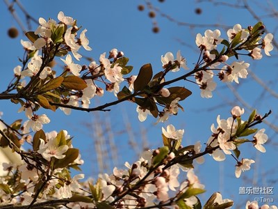 【春花爛漫】潔白的李子花