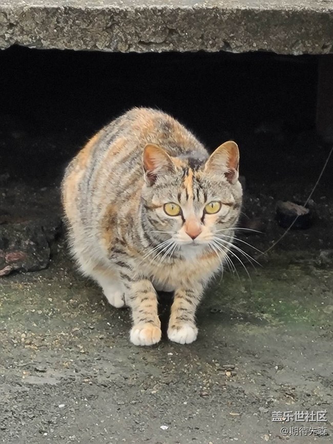 如果給你一臺頂級安卓旗艦手機(jī)