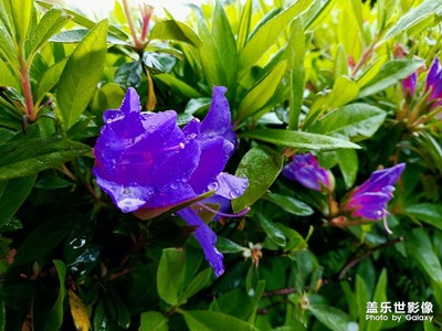 清明時(shí)節(jié)雨紛紛，路上行人欲斷魂。