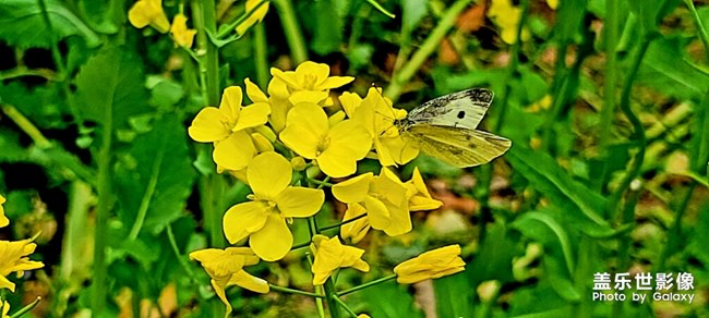 《每周星鮮事》第24期:春暖花開