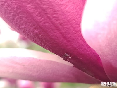 晶瑩剔透玉蘭心