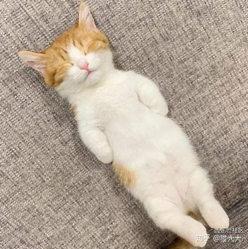 已開獎【寵物活動第二十期】你家主子到底有幾種肢體語言？