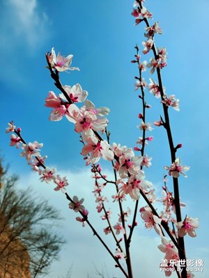 櫻花&桃花