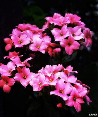 【最美瞬間】+一花一木總關(guān)情