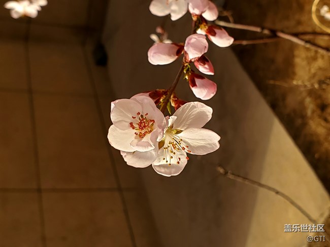 春天隨拍